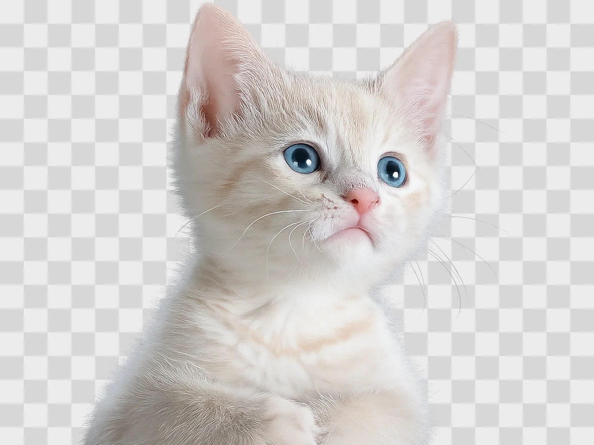 Cut out your subject